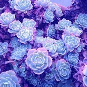 Meet your Posher, Nakia